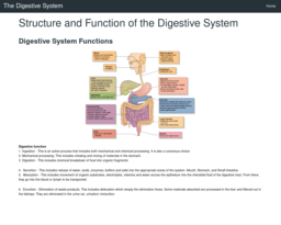 The Digestive System