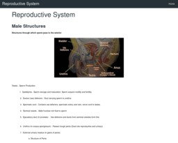 Reproductive System