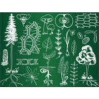 Elements of Structural and Systematic Botany