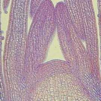 Botany:  The Appreciation of Plant Life icon