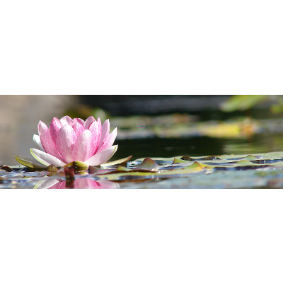 ICT Literacy in Biology icon