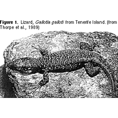 Island Biogeography and Evolution: Solving a Phylogenetic Puzzle With Molecular Genetics icon