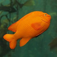 Monterey Bay Aquarium Teachers & Kids icon