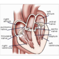Pediatric and Congenital Heart Conditions | Cleveland Clinic Children's icon