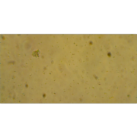 The Study of Biofield Energy Treatment Based Herbomineral Formulation in Skin Health and Function icon