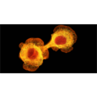 The Use of Consciousness Energy Healing Based Herbomineral Formulation for Skin Anti-Aging Strategies icon