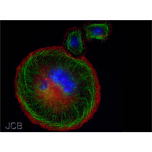 Biology for Majors I icon