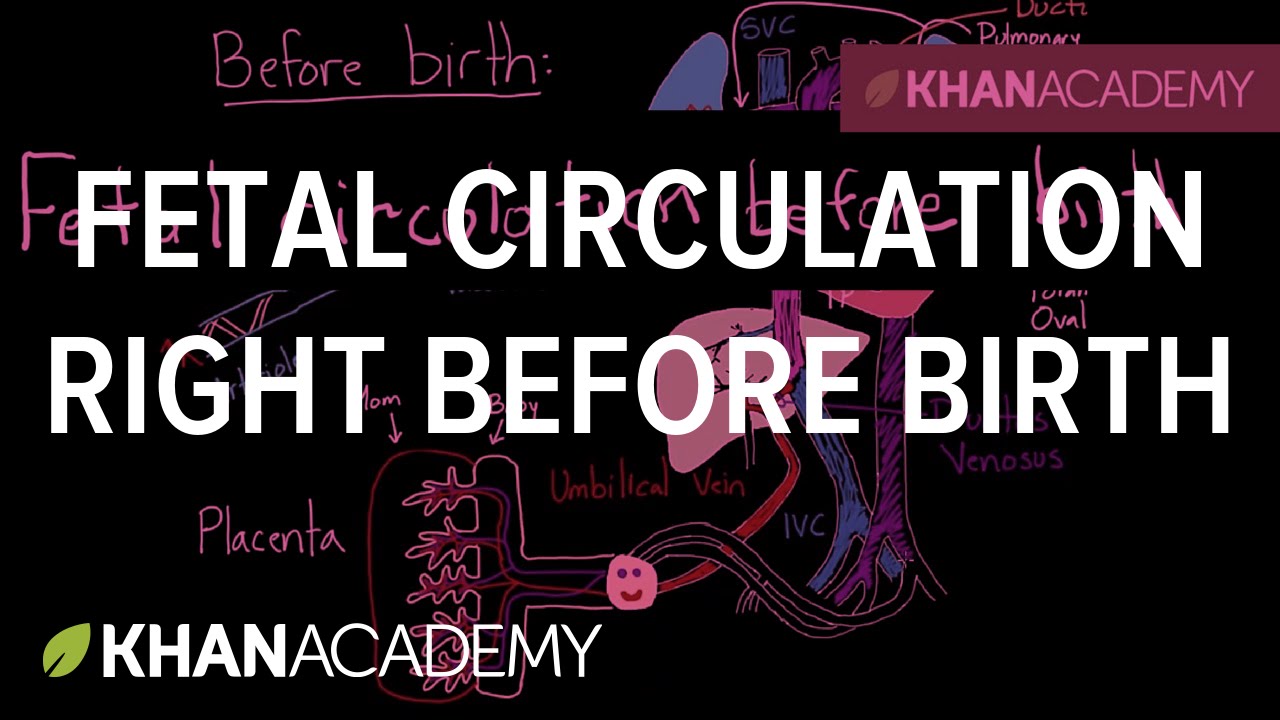 Fetal circulation right before birth | Circulatory system physiology | NCLEX-RN | Khan Academy icon