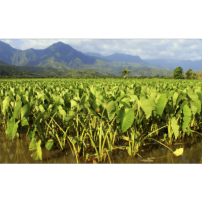 Sustainable Science Management icon