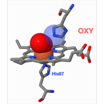 Hemoglobin Molecular Structure icon