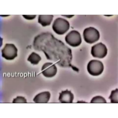 Neutrophil Phagocytosis - White Blood Cell Eats Staphylococcus Aureus Bacteria (Narrated) icon