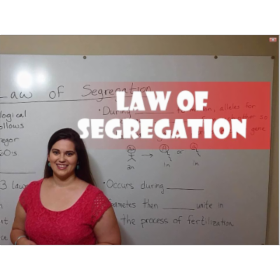 Mendel's Law of Segregation icon