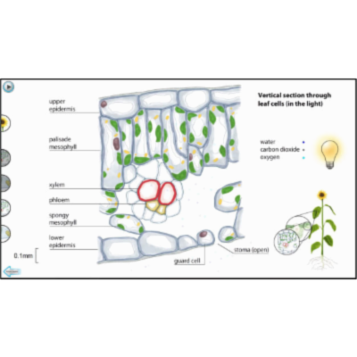 Photosynthesis and Respiration in Leaves icon
