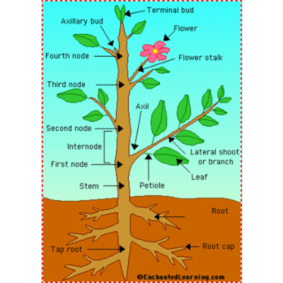 Plant Anatomical Diagram