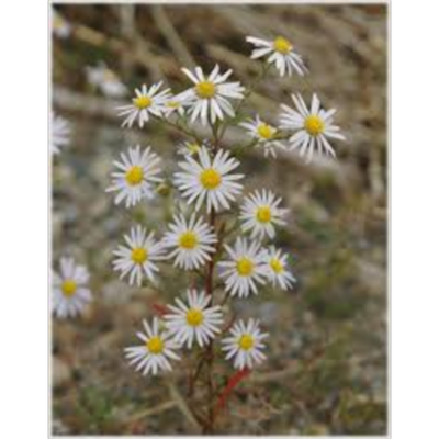 Identification of Conservation Measures of Endangered Plant Species icon