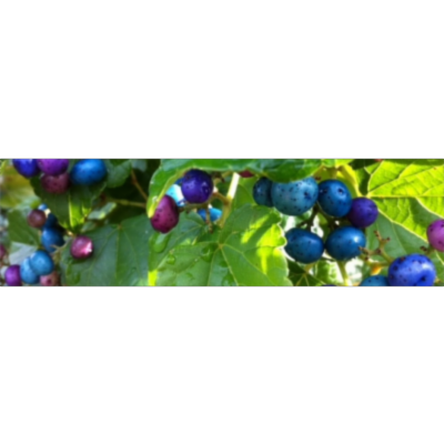 Talking About Suicide: The interviews icon