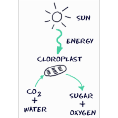 Biology4Kids.com: Cell Structure: Chloroplasts icon
