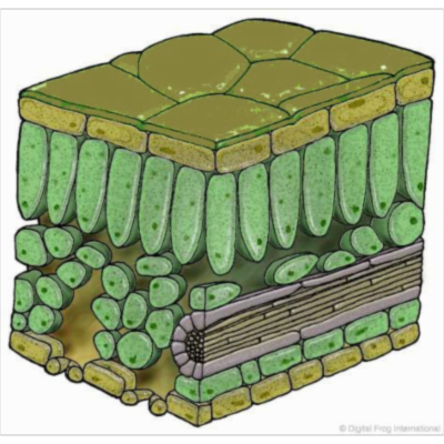 Plant Physiology Overview