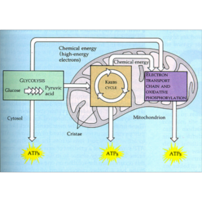 Cellular Respiration icon