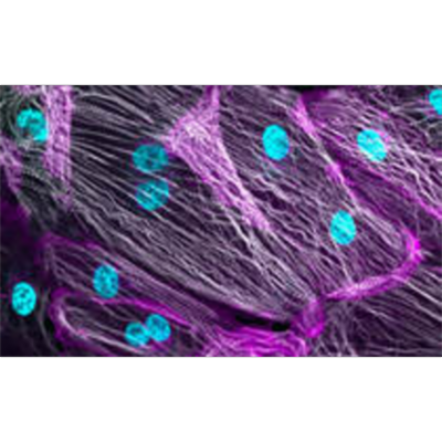 Allen Cell Explorer icon