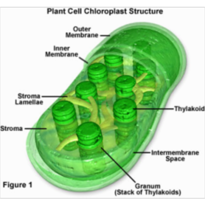 Evidence for the Endosymbiotic Hypothesis