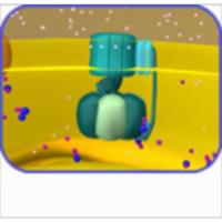 ATP Synthase Gradients--Tutorial and Animation