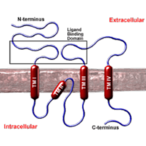 Glutamate Receptors - Structures and Functions icon