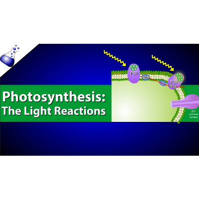 The Light Reactions of Photosynthesis Video icon