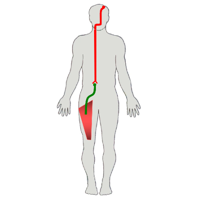 The Motor System: Learning Module icon