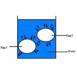 Osmosis through the Cell Membrane of an Egg icon