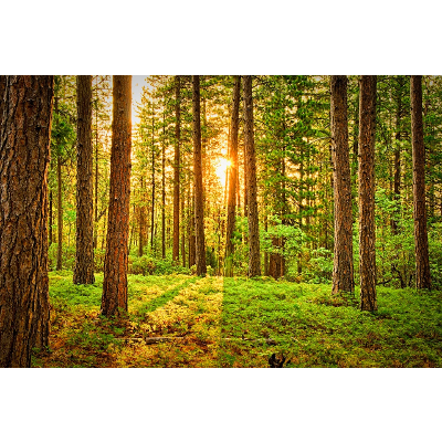 The Habitable Planet