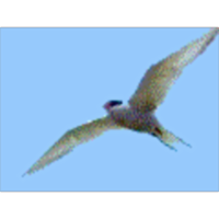 Evolution of Flight in Birds icon