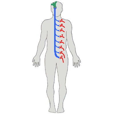 Spinal Thalamic System