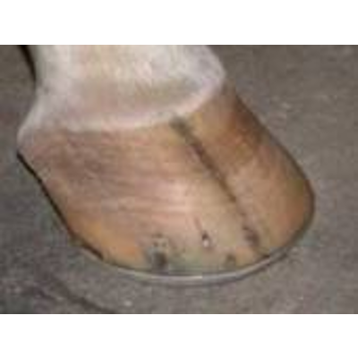 Understanding the Equine Hoof icon