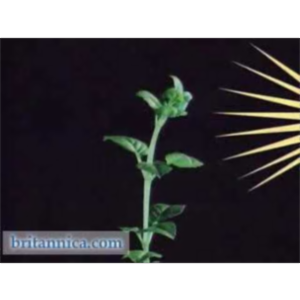 Phototropic Response icon