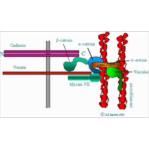 Hearing, Hair Cells & the Cytoskeleton icon