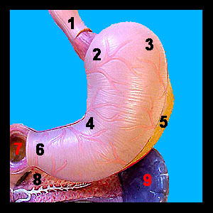 Anatomy of the Digestive System icon