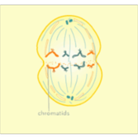 Activity Sheet for Mitosis and Meiosis icon