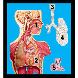 Activity Sheet for Respiratory System