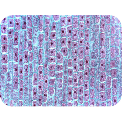 Plant Structures | Biology for Majors II icon