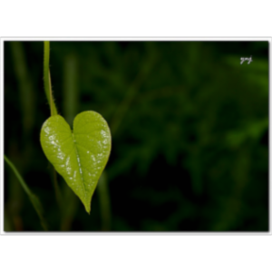 Lession on Enviromental Science Vocabulary