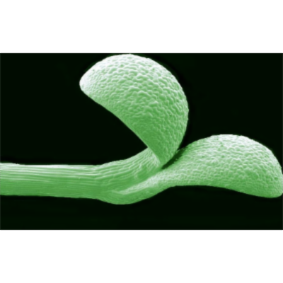 Mother knows best – how plants help offspring by passing on seasonal clues | John Innes Centre