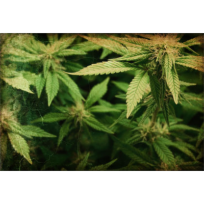 Secondary Metabolites in Plants