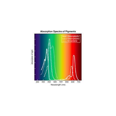 Light and photosynthetic pigments icon