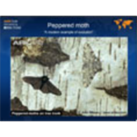 Natural Selection – The Peppered Moth icon