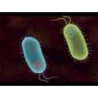 How to do a pGLO Transformation icon