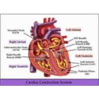 EKG Strip Identification and Evaluation icon