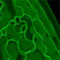 Plant cell development and morphogenesis, utilizing live cell imaging techniques icon