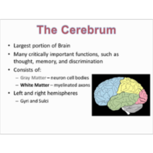 Cross-Sectional Anatomy of the Cerebrum icon
