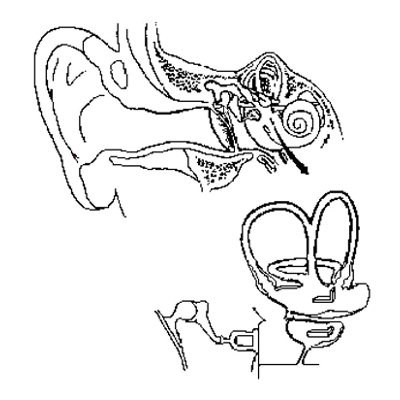 Vestibular Receptors 1: Anatomy Review icon